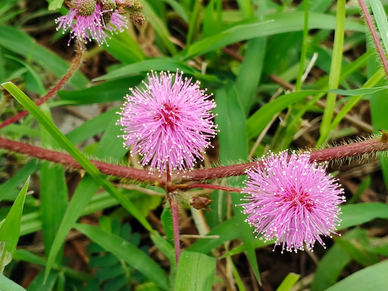 Mimosa pudica.