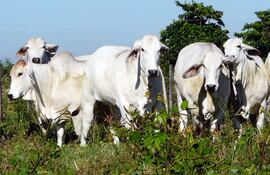 Coyuntura del sector mejoró en los últimos tiempos, a pesar de la última caída del precio del ganado.