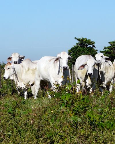 Coyuntura del sector  mejoró  en los últimos tiempos, a pesar de la última caída del precio del ganado.