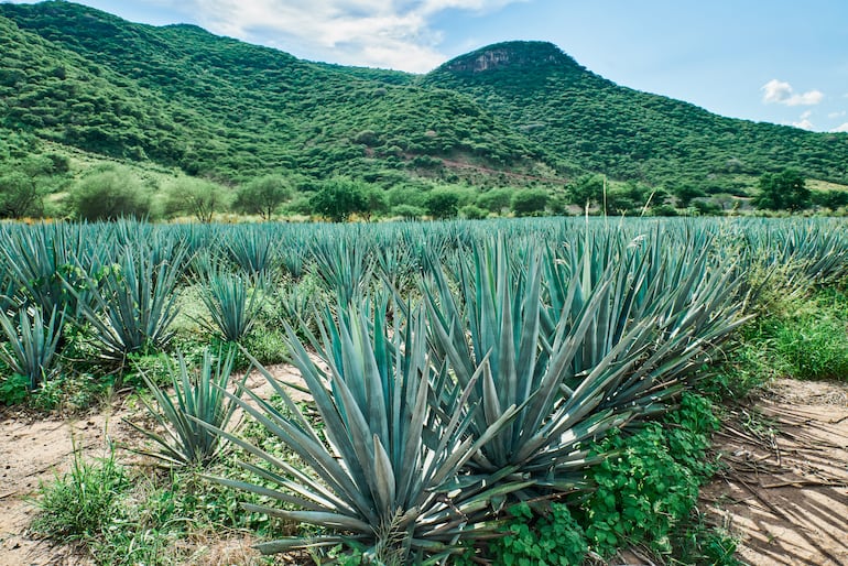 Agave Tequilana Weber Variedad Azul, Mexico.