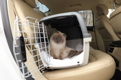 El modo más seguro de viajar en auto con gatos es dentro de una transportadora bien sujeta.