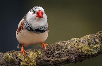 Ave pinzón cebra australiano.
