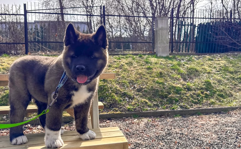 Akita americano.