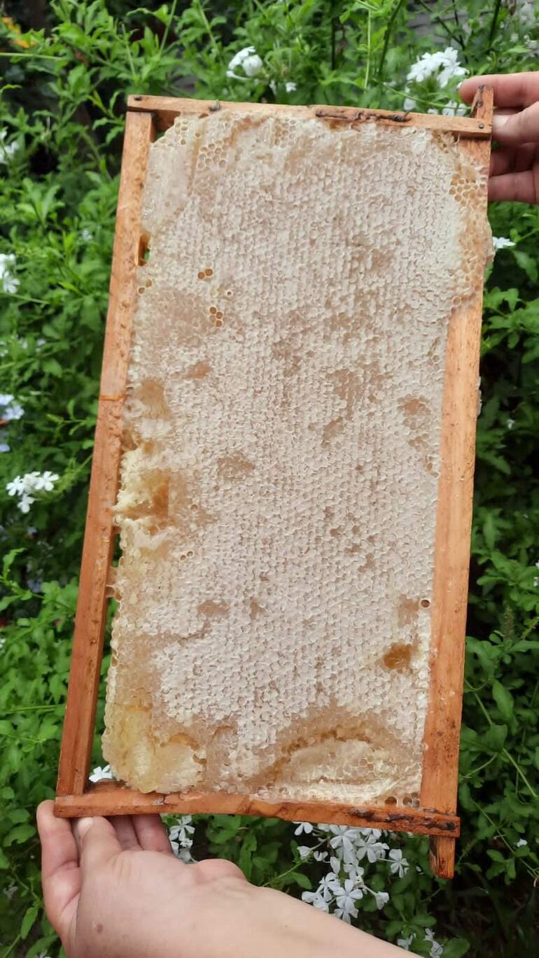 Panal de abeja sostenido con ambas manos, en un entorno natural con vegetación y flores blancas de fondo.