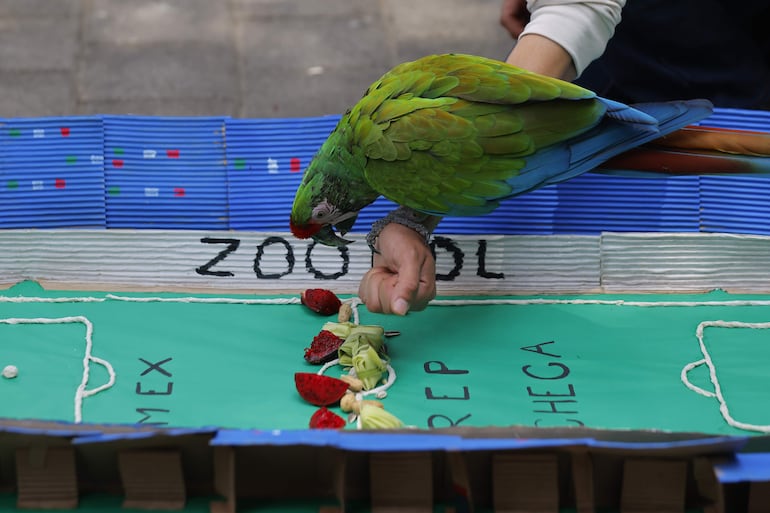 Una persona acerca una guacamaya a una dinámica de enriquecimiento ambiental en el Zoológico Guadalajara este viernes, en Guadalajara (México).