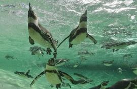 Un grupo de 14 pingüinos magallánicos regresó al mar, en las playas de San Clemente, en la provincia de Buenos Aires, luego de ser rehabilitados por la Fundación Mundo Marino por presentar cuadros de desnutrición, deshidratación, hipotermia y alta carga parasitaria, al momento de su rescate, según informó este viernes la organización.