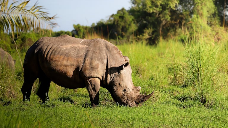 Rinoceronte blanco en un santuario de rinocerontes en Uganda.