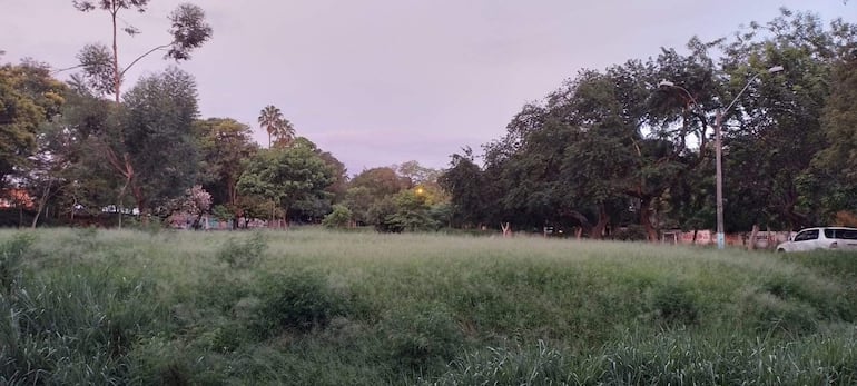 Ambiente natural en Plaza España con campo de pasto alto, árboles y caminos visibles, sin actividad humana.
