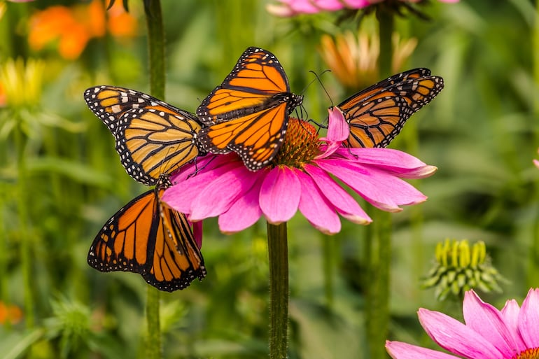 Mariposa.