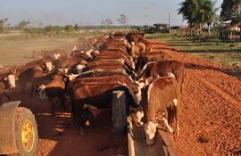 El Sistema de Identificación Animal del Paraguay (SIAP) comenzará en el primer periodo de vacunación contra la fiebre aftosa del 2025. Archivo