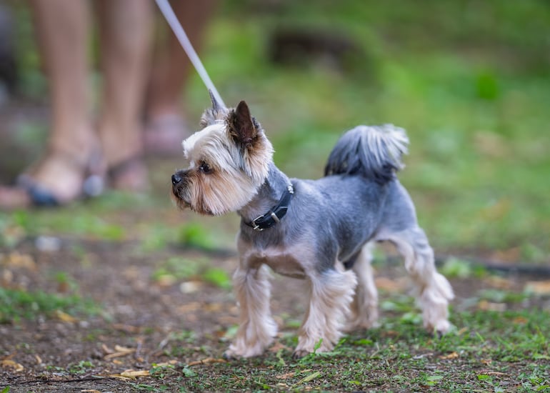 Yorkshire Terrier.