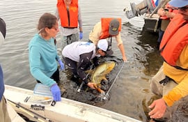 Técnicos realizan marcación del dorado en zona de Ayolas.