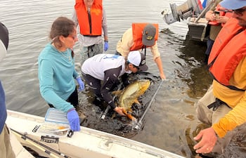 Técnicos realizan marcación del dorado en zona de Ayolas.