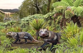 Ilustración realizada por Mauricio Álvarez y cedida hoy por la Universidad de Chile que muestra al Orretherium tzen (Bestia de cinco dientes), un nuevo mamífero de la era de los dinosaurios hallado en la Patagonia chilena por investigadores de universidades de Chile, Argentina y Brasil. (EFE)