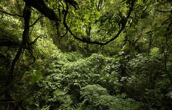 Un bosque en la zona de Poás al noroeste de San José (Costa Rica).