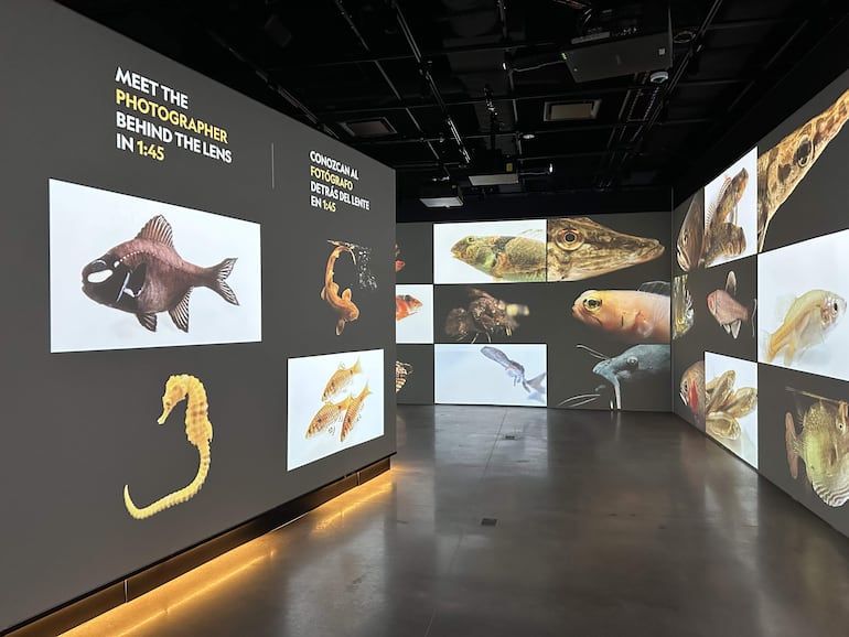 Fotografía del 22 de junio de una exhibición de imágenes de la vida marina expuestas en el Museo de la Exploración de la NatGeo, el nuevo museo de la National Geographic en Washington. 
