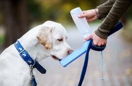 Perro bebiendo agua.