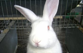 Conejos fueron víctimas de malvivientes.