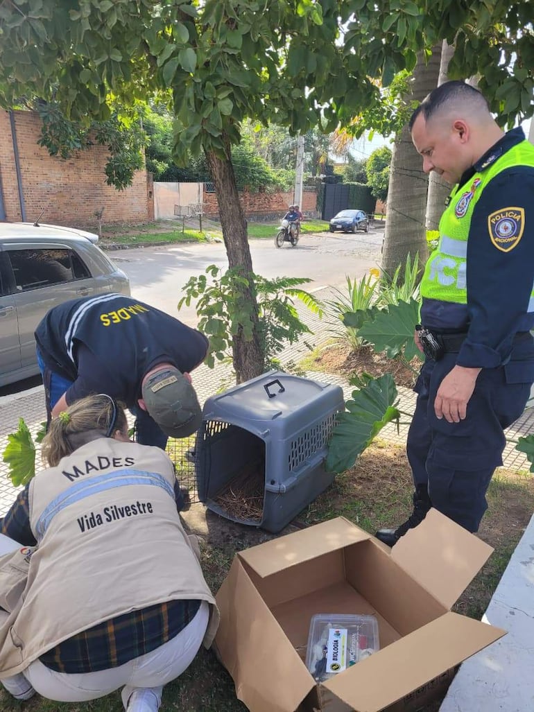 Personal de MADEs Vida Silvestre y Policía Nacional rescataron  bebés de yacarés ayer en Asunción