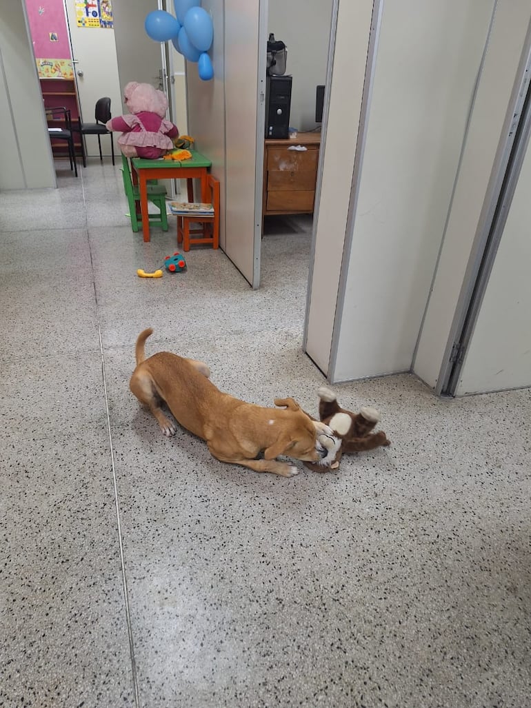 Un perro mestizo fue adoptado como mascota por los funcionarios del Palacio de Justicia de Asunción, El can se pasea por los pasillos de la institución y genera empatía entre los concurrentes.