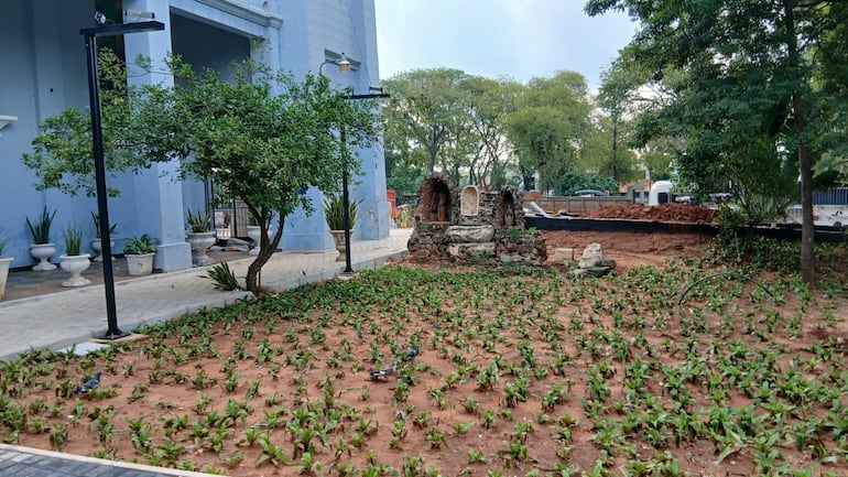 Las plantas del jardín de la Catedral de San Lorenzo  fueron reemplazados por plantas invasivas.