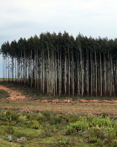 Infona reveló el alto potencial forestal de nuestro país.