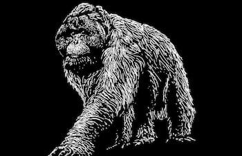 Orangután Tapanuli, imagen ilustrativa.