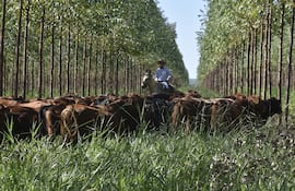 Muchos productores paraguayos están adoptando el sistema de producción ganadera silvopastoril.