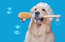 Perro Golden retriever listo para el baño.