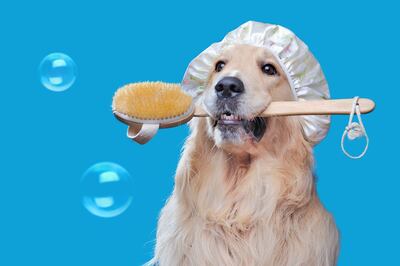 Perro Golden retriever listo para el baño.
