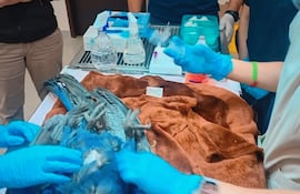 Los guacamayos rescatados estaban encerrados en cajas de cartón y jaulas improvisadas, con signos de maltrato y hacinamiento.