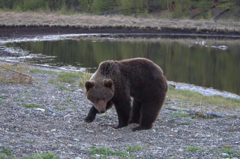 Esta fotografía, tomada a finales de mayo de 2026 y facilitada por el Parque Nacional Zapovednoye Pribaikalye, muestra un oso pardo en el área protegida.