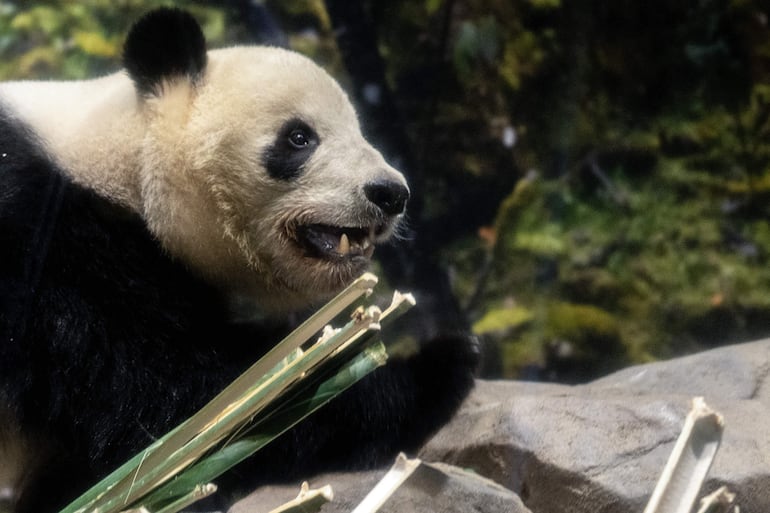 El panda gigante Xiao Xiao es visto en su recinto durante el último día de exhibición pública antes de su partida hacia China, en el Zoológico de Ueno, en Tokio, el 25 de enero de 2026.