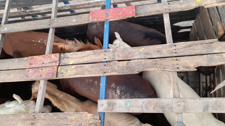 Los 8 caballos robados fueron transportados en un camión.