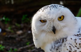 Búho nival (Bubo scandiacus), famoso gracias a la saga de películas de Harry Potter, cuyos seguidores lo conocen como la lechuza Hedwig.
