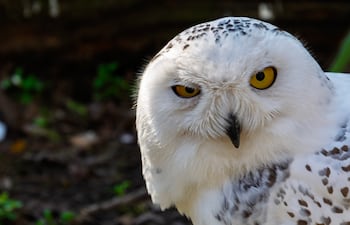 Búho nival (Bubo scandiacus), famoso gracias a la saga de películas de Harry Potter, cuyos seguidores lo conocen como la lechuza Hedwig.