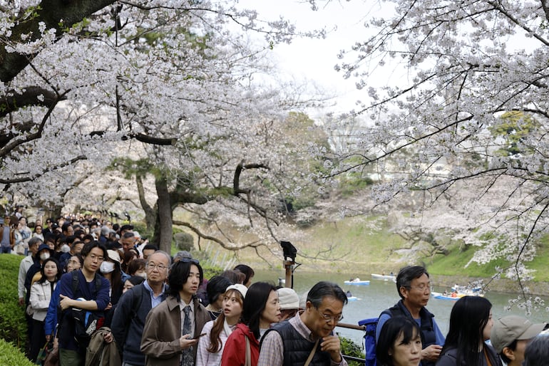 Visitantes pasean bajo los cerezos en plena floración en el foso Chidorigafuchi, en Tokio, Japón, el 30 de marzo de 2026. Los cerezos en el centro de Tokio han alcanzado la plena floración ligeramente antes de lo habitual este año.