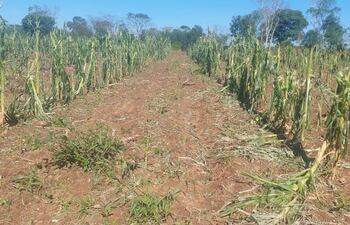 Esta parcela corresponde a una plantación de maíz que quedó completamente dañada por la granizada