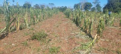 Esta parcela corresponde a una plantación de maíz que quedó completamente dañada por la granizada