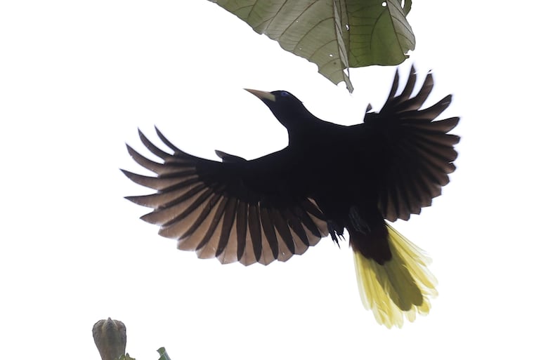 Fotografía que muestra aves de la especie Psarocolius decumanus este viernes, en la Chorrera (Panamá).