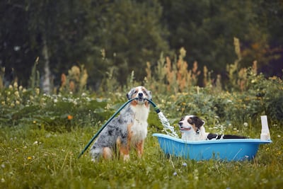 Los perros entienden mucho más de lo que creemos.