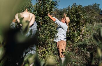Plantación de yerba mate.