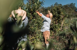 Plantación de yerba mate.