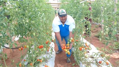 El tomatero, Silvio Riveros, mostrando tomates de primera calidad producidas en su finca. (Imagen de referencia).
