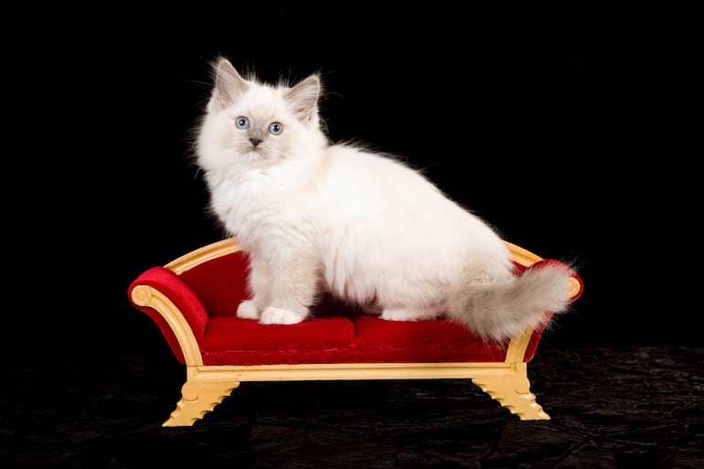 Gato de la raza Ragdoll en un sillón de estilo victoriano.