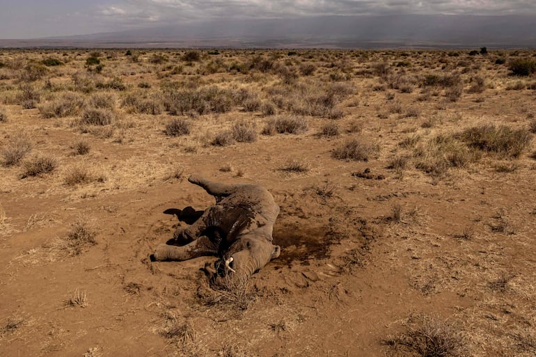 Un elefante macho yace en el suelo tras enfermar en Kitenden B Community Conservancy, en el condado de Kajiado, el 12 de agosto de 2026.