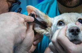 La otitis, es una inflamación del canal auditivo muy frecuente en perros y no muy común en gatos.