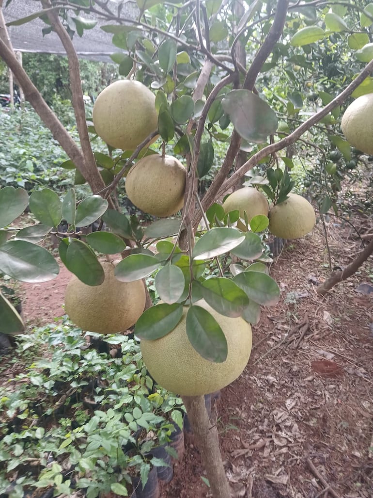 El pomelo rojo es la planta madre de la que los productores extraen la yema para realizar injertos y garantizar la calidad de los cítricos.