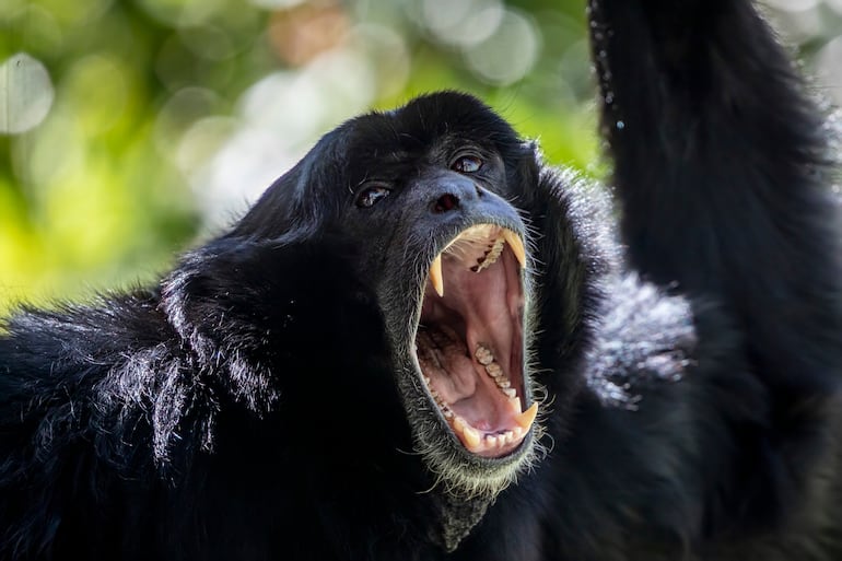 Gibón siamang.