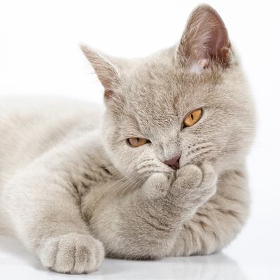 De acuerdo a los especialistas, la vida adulta del gato se divide en dos fases: edad madura y vejez.